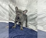 Small Photo #5 French Bulldog Puppy For Sale in OVERLAND, KS, USA