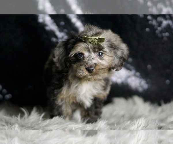 Medium Photo #3 YorkiePoo Puppy For Sale in WARSAW, IN, USA