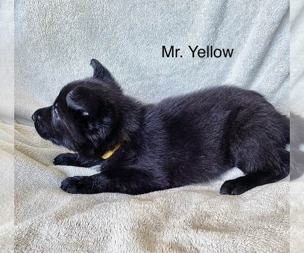 Medium Photo #12 German Shepherd Dog Puppy For Sale in BOKOSHE, OK, USA