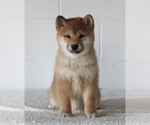 Shiba Inu Puppy for sale in FREDERICKSBURG, OH, USA