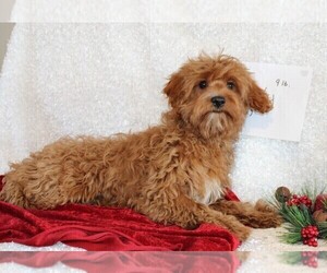 Cavapoo Puppy for sale in STANLEY, WI, USA