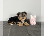 Small Photo #5 Yorkshire Terrier Puppy For Sale in FRANKLIN, IN, USA