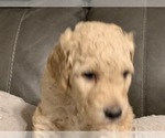 Small #22 Goldendoodle