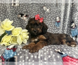 Cock-A-Poo Puppy for sale in LAKELAND, FL, USA