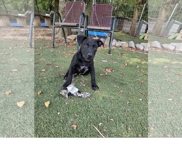 Medium Photo #3 Staffordshire Bull Terrier-Unknown Mix Puppy For Sale in Tracy City, TN, USA
