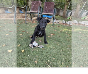 Seal - Male Staffordshire Bull Terrier-Unknown Mix Dog for Adoption - Photo #3