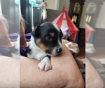 Small Photo #3 Miniature Australian Shepherd Puppy For Sale in BURKE, VA, USA