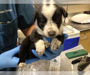 Mutt Dogs for adoption in Riverside, CA, USA
