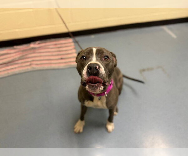 Medium Photo #1 American Pit Bull Terrier Puppy For Sale in Denver, CO, USA