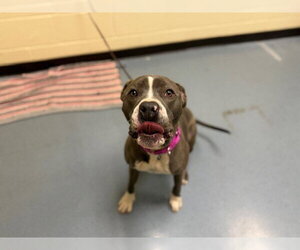 American Pit Bull Terrier Dogs for adoption in Denver, CO, USA