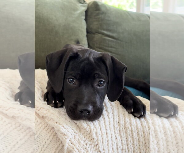 Medium Photo #2 Labrador Retriever-Unknown Mix Puppy For Sale in San Diego, CA, USA