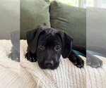 Small #1 Labrador Retriever Mix