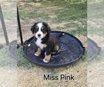 Puppy Pink Bernese Mountain Dog