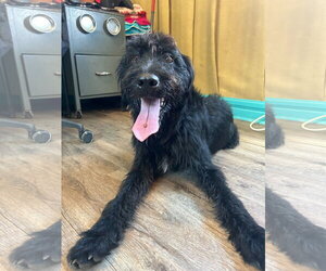 Meatball Mar 26 - Male Labradoodle Dog for Adoption - Photo #3