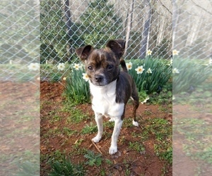 Mother of the Chihuahua puppies born on 05/05/2025