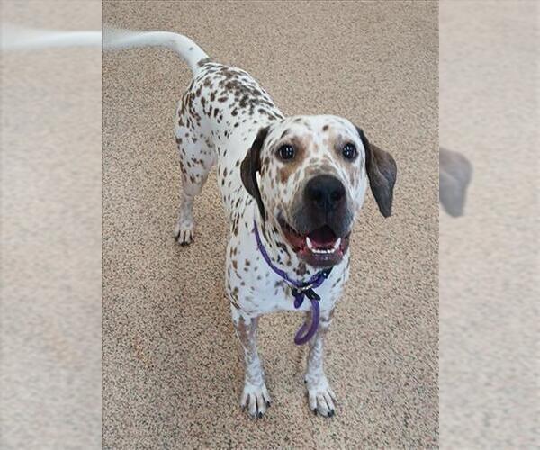 Medium Photo #1 German Shorthaired Lab Puppy For Sale in Springfield, MA, USA