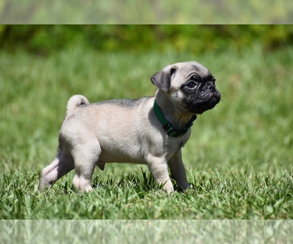 Medium Photo #4 Pug Puppy For Sale in PALM COAST, FL, USA