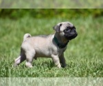 Small #3 Pug