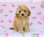 Small #1 Cavapoo (Miniature)