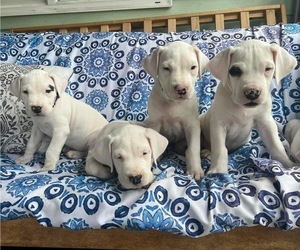 Dogo Argentino Litter for sale in CARTHAGE, NY, USA