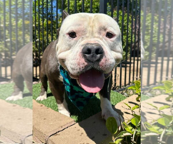 Medium Photo #5 American Bulldog-American Staffordshire Terrier Mix Puppy For Sale in Redlands, CA, USA
