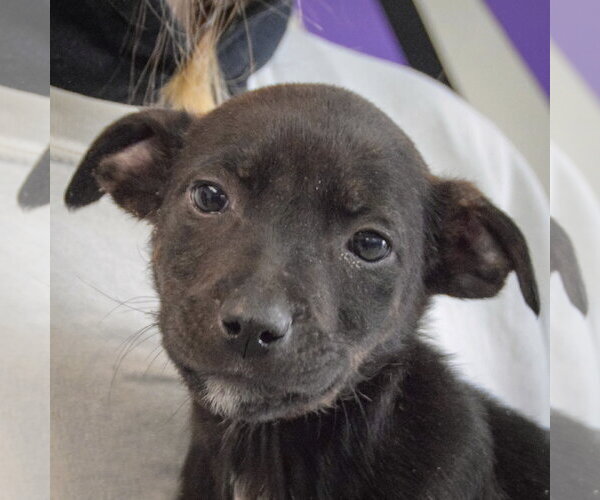 Medium Photo #6 Jack Russell Terrier-Unknown Mix Puppy For Sale in Huntley, IL, USA