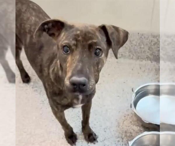 Medium Photo #1 Plott Hound Puppy For Sale in Houston, TX, USA