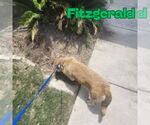 Small #8 Dachshund-Labrador Retriever Mix