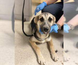 German Shepherd Dog-Unknown Mix Dogs for adoption in Riverside, CA, USA
