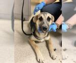 Small German Shepherd Dog Mix