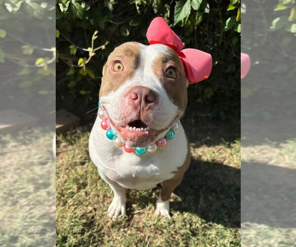 Medium Photo #1 American Pit Bull Terrier-Unknown Mix Puppy For Sale in Redlands, CA, USA