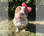 Ember - Female American Pit Bull Terrier-Unknown Mix Dog for Adoption - Small photo