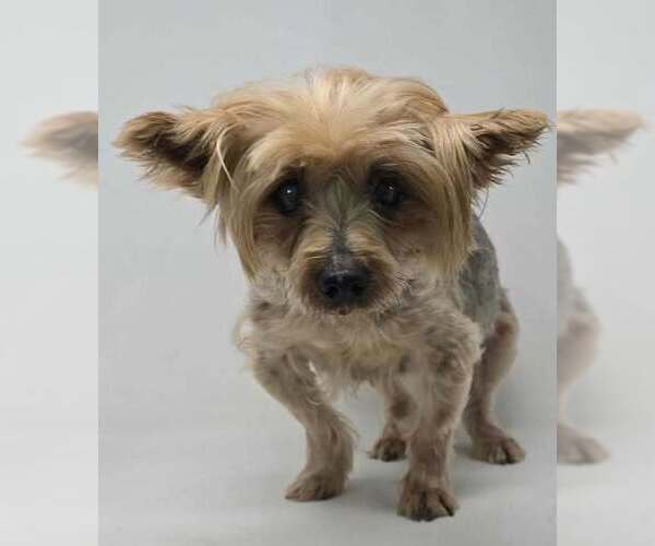 Medium Photo #1 Mutt Puppy For Sale in Brewster, NY, USA