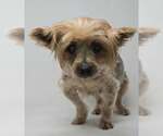 Small Mutt