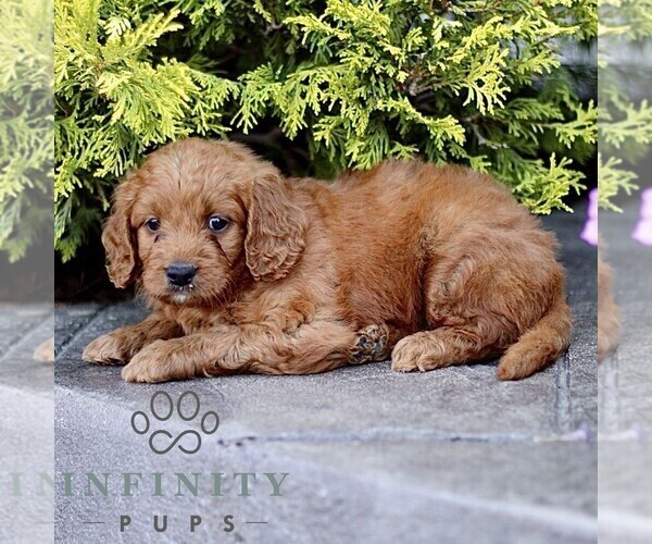 Medium Photo #1 Goldendoodle (Miniature) Puppy For Sale in LANCASTER, PA, USA
