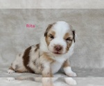 Puppy Rita Miniature Australian Shepherd