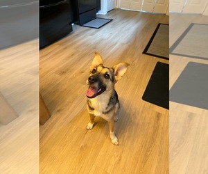 Mutt Dogs for adoption in Greenville, SC, USA