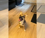Sabine - Female Mutt Dog for Adoption - Small photo