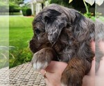 Small #4 F2 Aussiedoodle