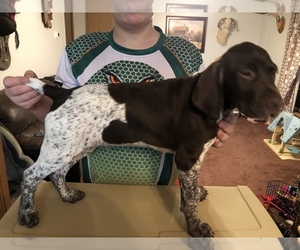 German Shorthaired Pointer Puppy for sale in MORGANTOWN, WV, USA