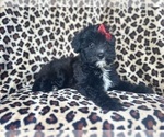 Small #4 Aussiedoodle Miniature 