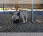 Small Photo #4 French Bulldog Puppy For Sale in LOUISVILLE, CO, USA