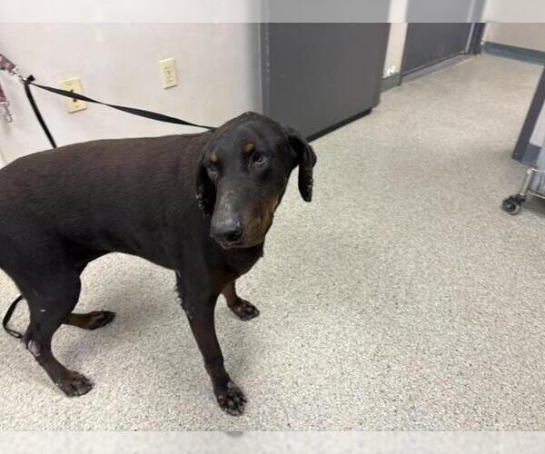Medium Photo #1 Doberman Pinscher-Unknown Mix Puppy For Sale in Visalia, CA, USA