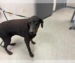 Small Doberman Pinscher Mix