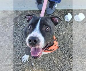 American Pit Bull Terrier-Unknown Mix Dogs for adoption in Las Vegas, NV, USA