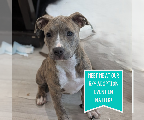 Medium Photo #9 Mutt Puppy For Sale in Boston, MA, USA