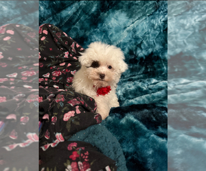 Poodle (Toy) Puppy for sale in JEFFERSONVILLE, IN, USA