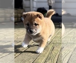 Small #12 Shiba Inu