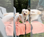 Small #1 Maltese