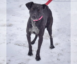 Pepper - Female Beagle-Unknown Mix Dog for Adoption - Photo #2